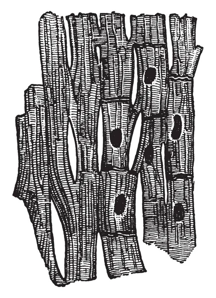 Ілюстрація Символізує Язову Тканину Серця Вінтажний Малюнок Лінії Або Гравюрну — стоковий вектор