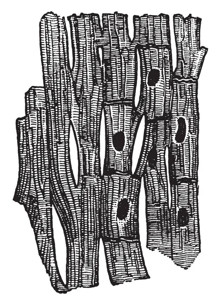 这个插图代表心脏肌肉组织 复古线画或雕刻插图 — 图库矢量图片