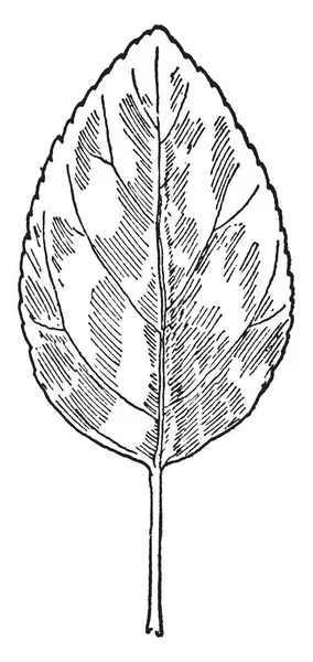 小さなイチヤクソウ植物の葉 楕円形のまま 長い茎 ビンテージの線の描画やイラストを彫刻しています — ストックベクタ