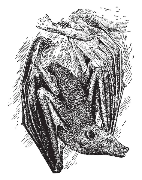 Flying Fox Bat Největší Rod Netopýrů Vintage Kreslení Čar Nebo — Stockový vektor