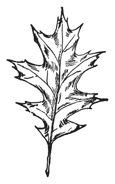 Векторна Ілюстрація Листя Білому — стоковий вектор