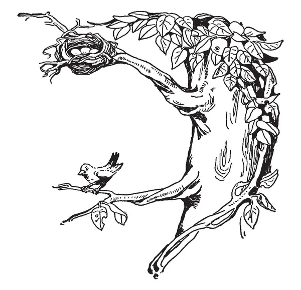 这架树上有树枝 鸟儿坐在树枝上 第二根树枝上有3只蛋 鸟巢里是鸟巢 老式的线条画或雕刻插图 — 图库矢量图片