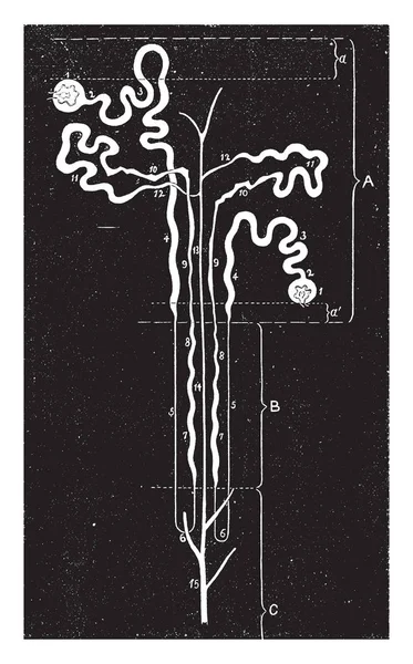 Esta Ilustração Representa Tubos Uriniferous Desenho Linha Vintage Gravura Ilustração — Vetor de Stock