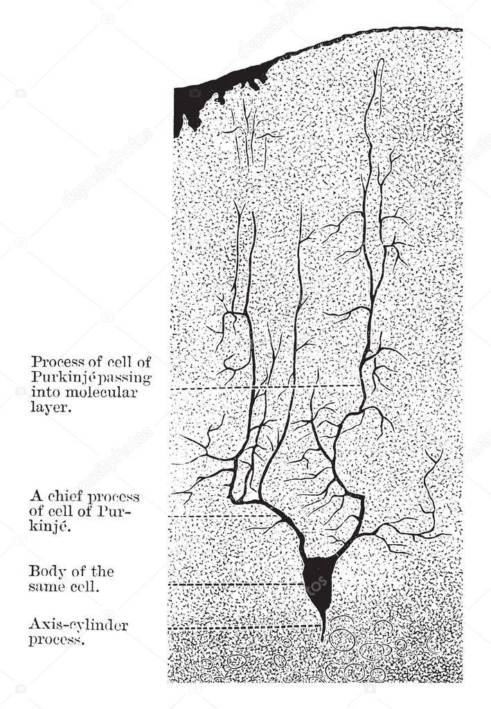 Section through the gray matter of the human cerebellum, vintage line drawing or engraving illustration.