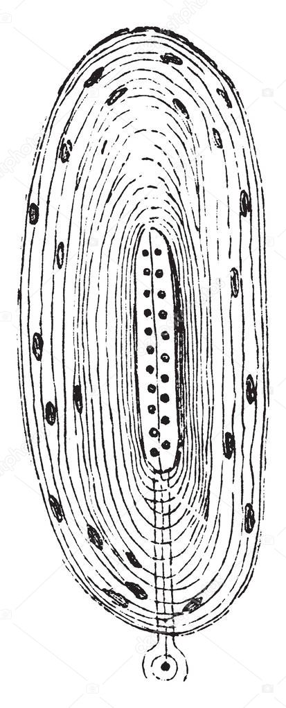 The corpuscles of Herbst are closely allied to the Pacinian corpuscles, vintage line drawing or engraving illustration.