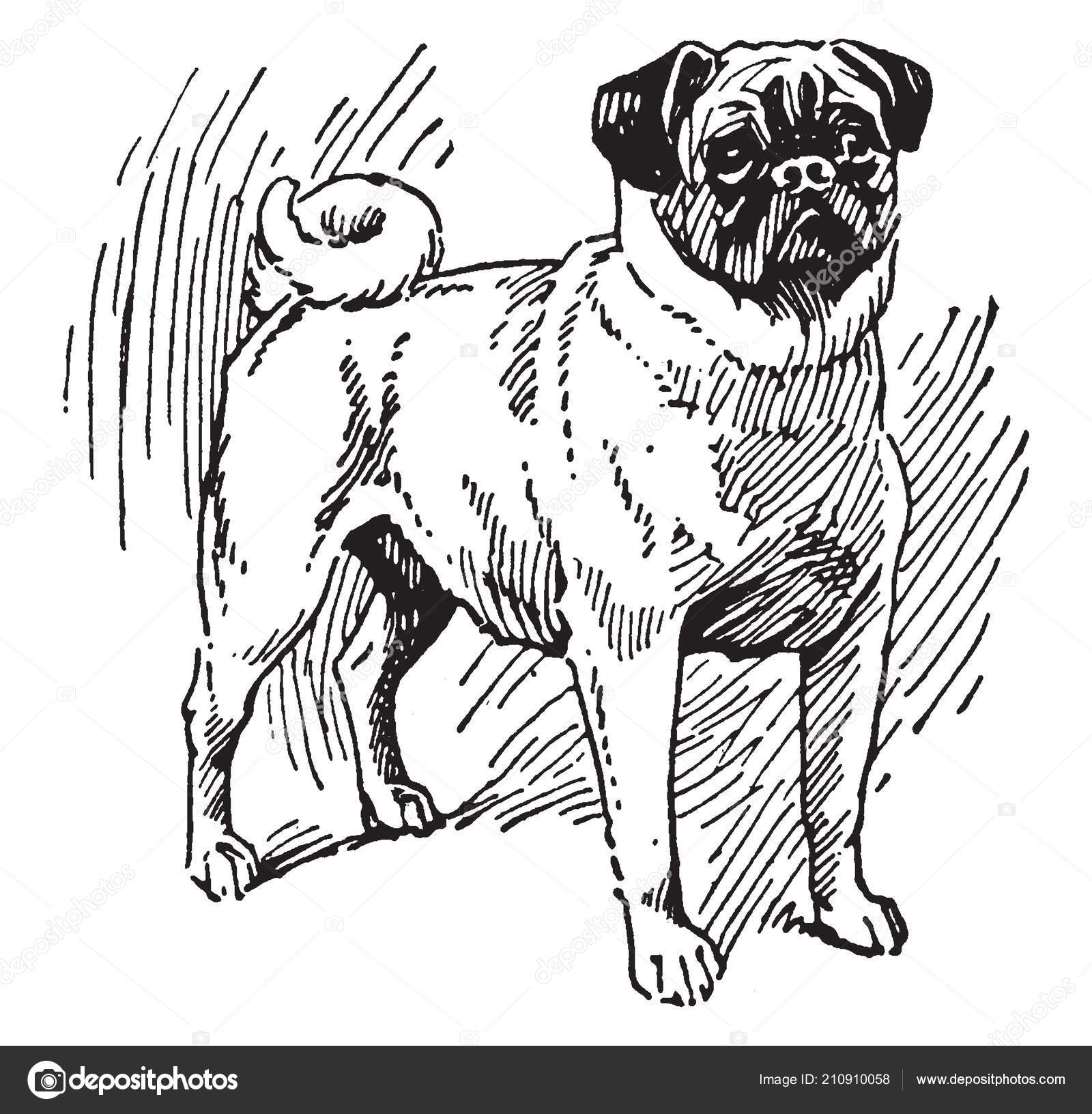 Pug Dog Breed Dog Physically Distinctive Features Wrinkly Vintage Line Stock Vector C Morphart 210910058 Dog line drawing dog line art dog drawing simple simple line drawings dog art easy drawings drawing ideas dog drawings simple animal drawings. https depositphotos com 210910058 stock illustration pug dog breed dog physically html
