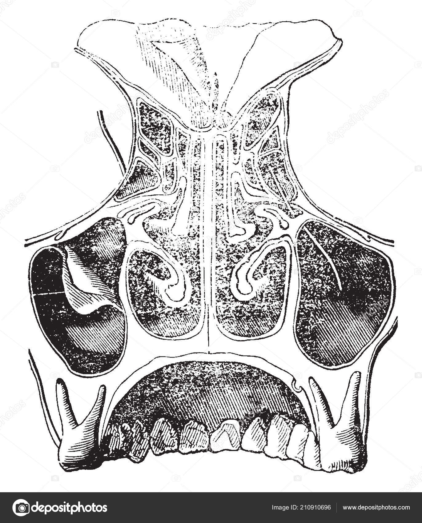 13 Fossa nasal Stock Illustrations | DepositPhotos, image size:1371x1700