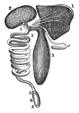 2-8 bobinleri, vintage çizgi çizme veya oyma illüstrasyon kılıçbalığı kurbanın kanal olduğunu.