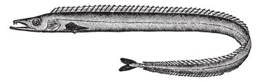 Kın balıktır bathypelagic cutlassfish Aile, vintage çizgi çizme veya oyma illüstrasyon.