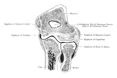 Bu resimde ön bölümü ile dirsek eklem, vintage çizgi çizme veya oyma illüstrasyon temsil eder.