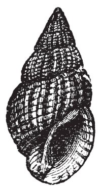 Nassa retiküle küçük Avrupa Deniz salyangoz, vintage çizgi çizme veya oyma illüstrasyon familyasından bir.