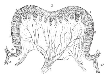 Papilla papilla güzergahında çukura vintage çizgi çizme açma veya illüstrasyon oyma seröz bezinin bir buzağı kanalının.