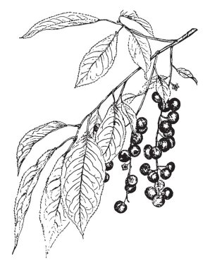Ferns bitkiler çok eski bir aileyiz. Yaşam döngüsü ve üreme pteridophytes, vintage çizgi çizme veya oyma illüstrasyon.