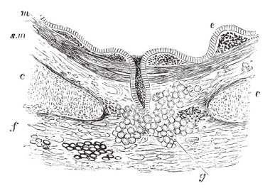 Bu resimde bronş, vintage çizgi çizme veya oyma illüstrasyon bölümünü temsil eder..