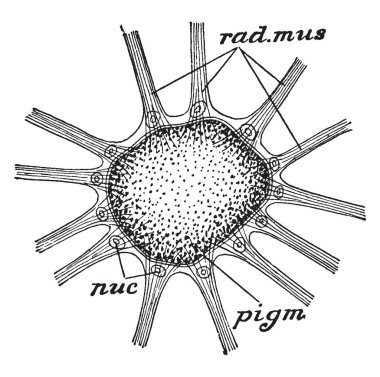 Sepya chromatophore çekirdeği sac, vintage çizgi çizme veya oyma illüstrasyon duvarındaki büyütülmüş.