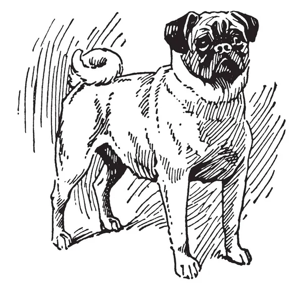 Pug Dog Est Une Race Chien Avec Des Caractéristiques Physiques — Image vectorielle