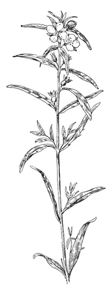 图像显示的 Seedbox 花卉植物 也称为 Ludwigia Seedbox 有首冶路桥花比多数 Ludwigia 种和它的立方种子胶囊有一个独特的外观 复古线画或雕刻插图 — 图库矢量图片