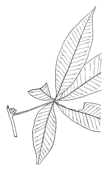 Une Image Feuille Pin Qui Sont Disposés Long Des Branches — Image vectorielle