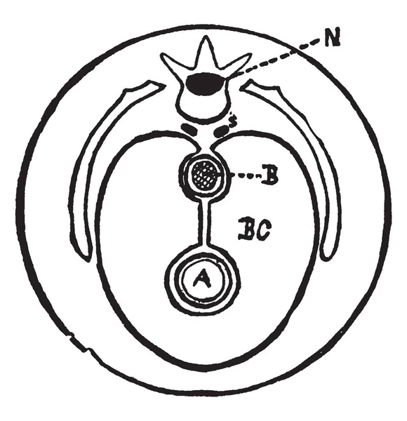 Plano Del Cuerpo Sección Transversal Dibujo Línea Vintage Ilustración Grabado — Archivo Imágenes Vectoriales