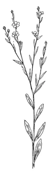 Leaf Field Mustard Brassica Rapa Vintage Line Drawing Engraving Illustration — Stock Vector
