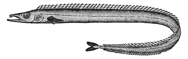 鞘鱼是家庭的深层 Cutlassfish 复古线画或雕刻插图 — 图库矢量图片