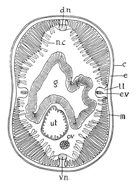 Ascaris Ist Eine Gattung Parasitärer Nematodenwürmer Die Als Dünndarm Rundwürmer — Stockvektor