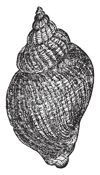 白色海螺是相对地大和在家庭 Buccinidae 复古线图画或雕刻例证 — 图库矢量图片