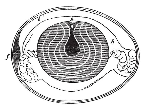 Части Яиц Показывающие Концентрические Слои Рисунок Винтажных Линий Гравировку — стоковый вектор