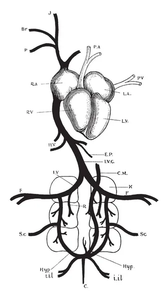 鸽心静脉系统 复古线画或雕刻插图 — 图库矢量图片