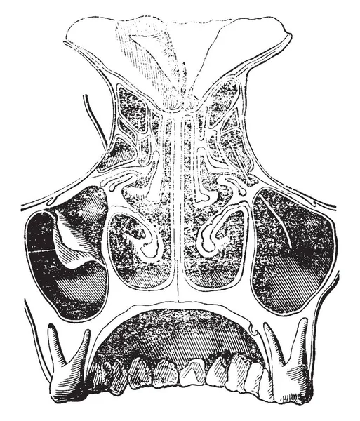 Иллюстрация Представляет Вид Заднюю Часть Носа Fossae Рисунок Винтажной Линии — стоковый вектор