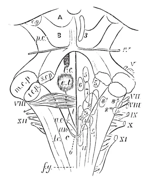 Vierde Ventrikel Met Medulla Oblongata Corpora Quadrigemina Vintage Lijntekening Gravure — Stockvector