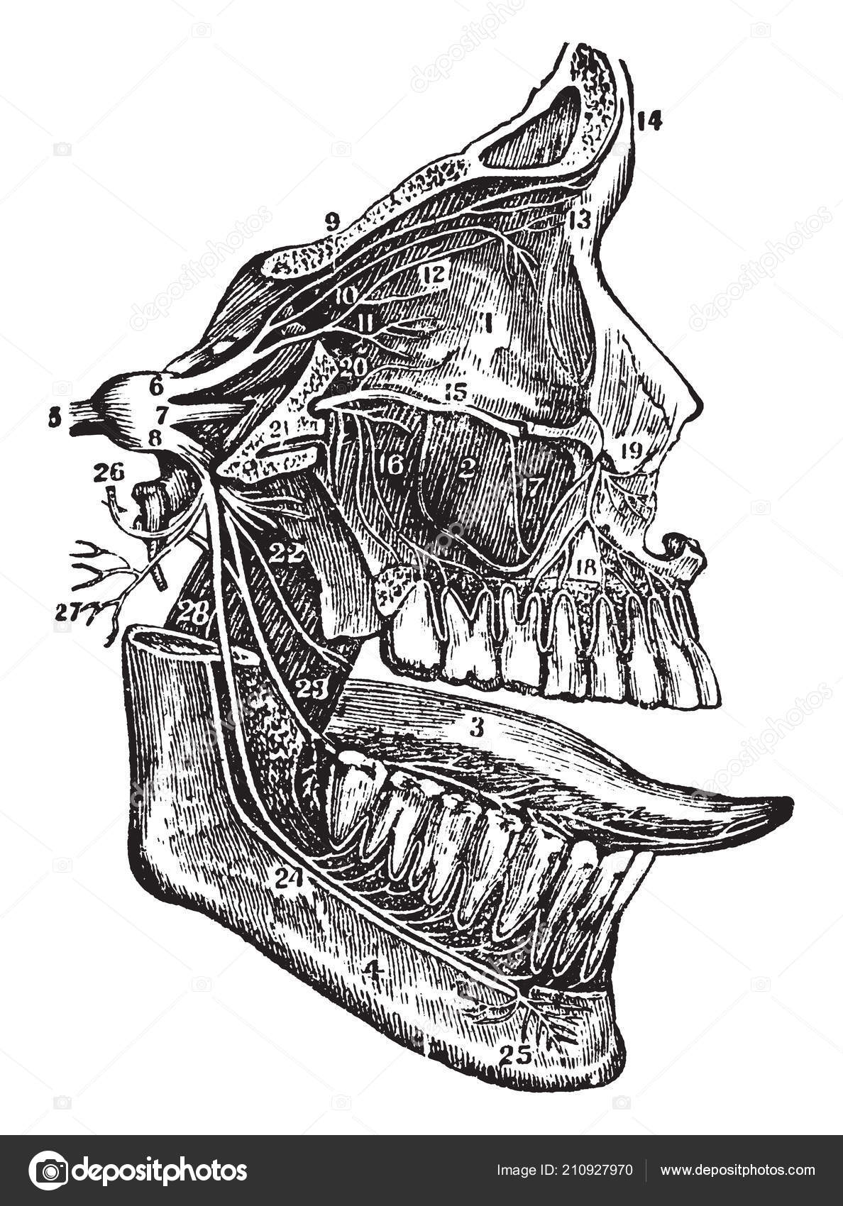 Esta Ilustración Representa Quinto Nervio Craneal Dibujo Línea Vintage