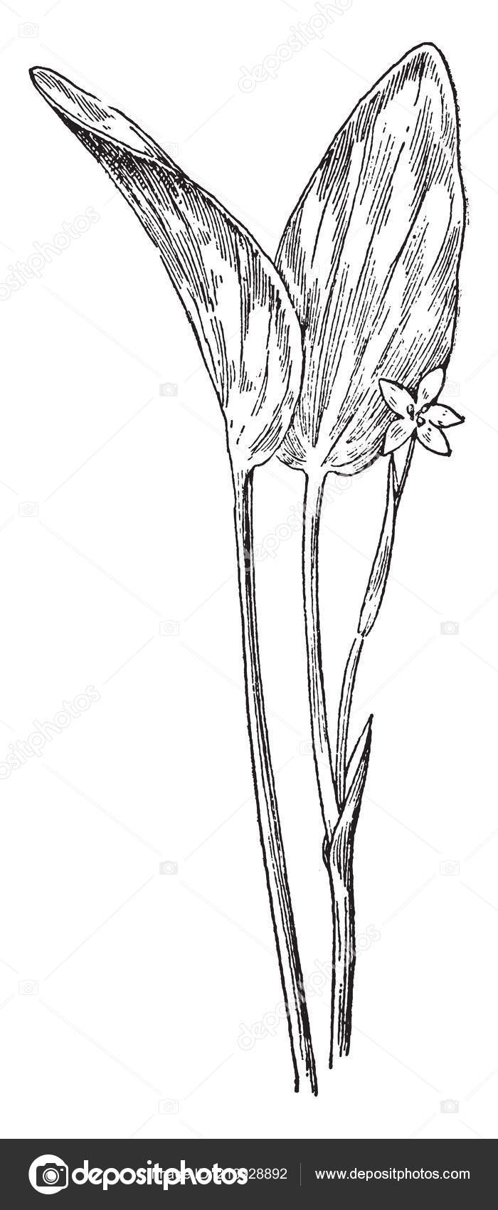 20+ Fantastic Ideas Rose Plant Drawing With Roots