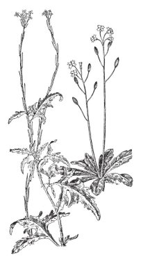 Robert Louis Stevenson, İskoç romancı, şair, deneme yazarı ve gezi yazarı, vintage çizgi çizme veya oyma illüstrasyon o 1850-1894, oldu