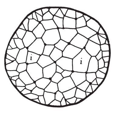 Bu illüstrasyon Birliği etiket yazıcı, vintage çizgi çizme veya oyma illüstrasyon için temsil eder.