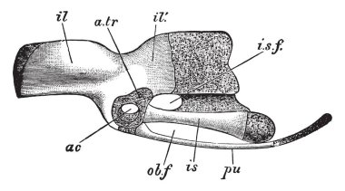 Bir yavru, vintage çizgi çizme veya oyma illüstrasyon innominate yaptı.