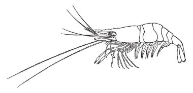 Ortak shore karides, vintage çizgi çizme veya oyma illüstrasyon Shore karides mi.