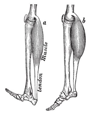 Bu resimde bacak kas, vintage çizgi çizme veya oyma illüstrasyon temsil eder..