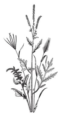 Bu aslan dişli yaprak bir görüntüdür. Bu yaprak boyutu oku, vintage çizgi çizme veya oyma illüstrasyon benzer olduğunu.