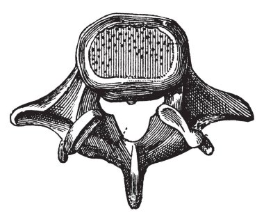 Bu resimde omur Seen From Above, vintage çizgi çizme veya oyma illüstrasyon temsil eder..