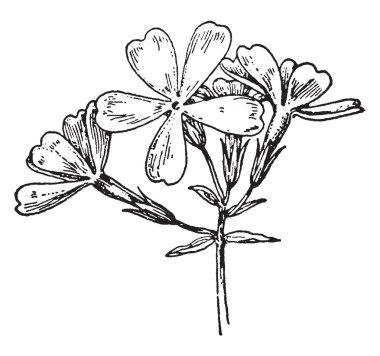 Bu ormanlar ve Doğu Kuzey Amerika, vintage çizgi çizme veya oyma illüstrasyon alanları onun Polemoniaceae aile üyesi bulunan Phlox divaricata olarak da bilinir olan vahşi mavi Phlox çiçek bir resmi vardır.