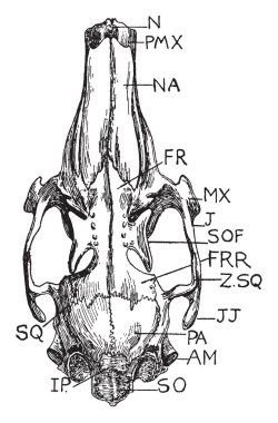 Tavşan'ın kafatası, vintage çizgi çizme veya oyma illüstrasyon üst yüzey.