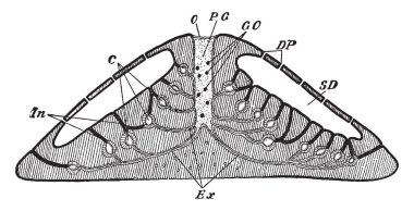 Kanal sistemi, vintage çizgi çizme veya oyma resim düzenleme Spongilla.