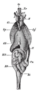 Onların naturaal ilişkiler, vintage çizgi çizme veya oyma illüstrasyon iç organlar genel görünümü.