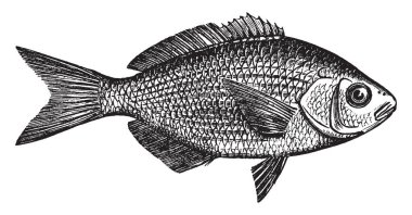 Sparada gölgeli arka, vintage çizgi çizme veya oyma illüstrasyon ile simli.