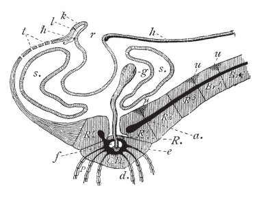 Dikey bölümü disk ve baz Antedon rosacea kollarından birinin üzerinden gösterilmiştir. Bu bölümde arası sol, sağ, vintage çizgi çizme veya illüstrasyon oyma radyal radyal.