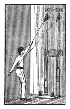 Hindiba Eurasia yerel bitkidir. Yaprak ve kök çizim veya illüstrasyon oyma yenilebilir, vintage çizgi vardır.