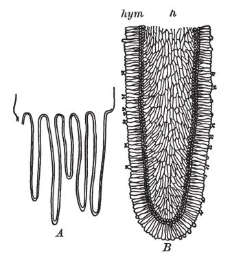 Bu mantar solungaçları yapısal bir görüntüsünü ve mantar, vintage çizgi çizme veya oyma illüstrasyon yenilebilir ve zehirli türlere ait.