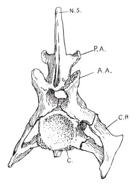 Timsah, vintage çizgi çizme veya oyma illüstrasyon servikal omur.