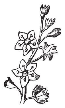 Biraz kare Kaide, vintage çizgi çizme veya oyma illüstrasyon kalp şeklinde yaprakları.